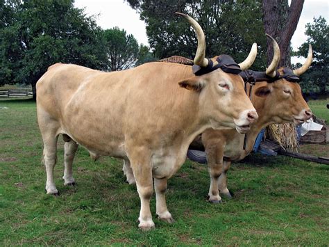 Oxen 2